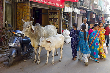 Crowded street scene people, cows, traffic at Sardar Market at Girdikot, Jodhpur, Rajasthan, Northern India