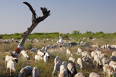 Goatherd with herd of goats in farming scene near Rohet, Rajasthan, Northern India