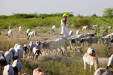 Goatherd with herd of goats in farming scene near Rohet, Rajasthan, Northern India