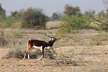 Blackbuck male antelope, Antilope cervicapra, near Rohet in Rajasthan, North West India