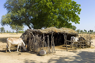 Cattle in shelter in Indian Bishnoi village near Rohet in Rajasthan, Northern India