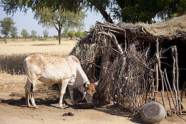 Cattle in shelter in Indian Bishnoi village near Rohet in Rajasthan, Northern India