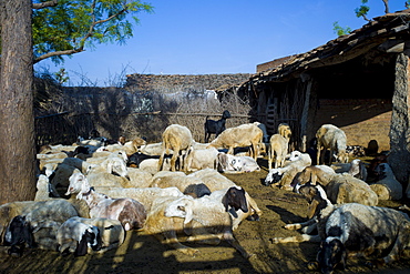 Home farm with sheep and goats in Narlai village in Rajasthan, Northern India