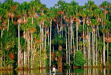 Man in a rowing boat on Lake Sandoval, Peruvian Rainforest, South America