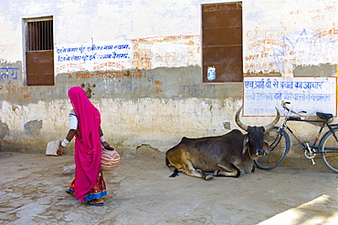 Indian woman carrying water pot past a bull lying by Hindu Temple in Narlai village in Rajasthan, Northern India