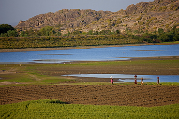 Agricultural workers in fields by Aravalli mountain range at Nimaj, Rajasthan, Northern India