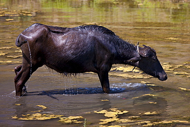 Buffalo shaking itself dry after wallowing in lake at Ranakpur in Pali District of Rajasthan, Western India