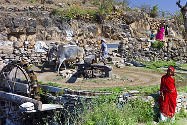 Farmer using pair of oxen to turn water wheel to draw water from well for irrigation at Samad in Pali District of Rajasthan, Western India