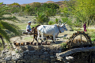 Farmer using pair of oxen to turn water wheel to draw water from well for irrigation in Pali District of Rajasthan, Western India