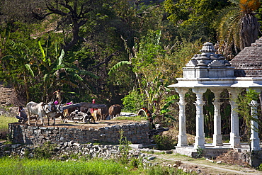 Farmer using pair of oxen to turn water wheel to draw water from well for irrigation in Pali District of Rajasthan, Western India