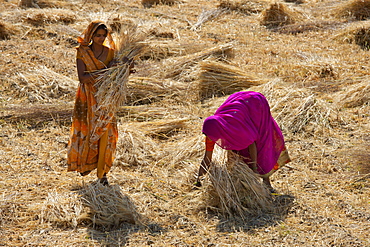 Women agricultural workers at Jaswant Garh in Rajasthan, Western India