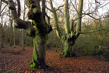 Knarled beech trees with bare branches surrounded by autumn leaves in Burnham Beeches forest  in Buckinghamshire, England