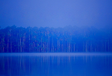 Lake Sandoval in the protected reserved zone Tambopata Peruvian Rainforest, South America