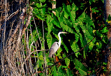 Heron at Lake Sandoval, Peruvian Rainforest, South America