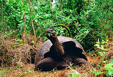 Giant tortoise feeding on leaves on the Galapagos Islands