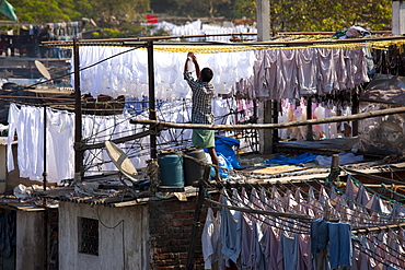 Traditional Indian professional hand laundry, Dhobi Ghat, and laundryman hanging clothes to dry in Mahalaxmi, Mumbai, India