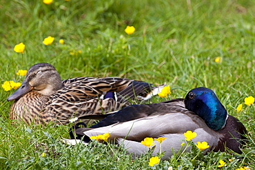 Male mallard drake and female duck pair sleeping in meadow, The Cotswolds, Oxfordshire, UK