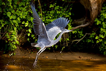 Grey Heron bird, Ardea cinerea, taking flight from the River Thames in Berkshire, UK