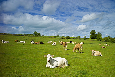 Herd of cattle in meadow, The Cotswolds, Oxfordshire, UK