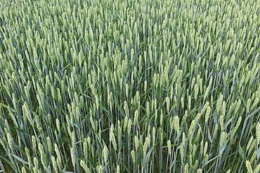 Wheat crop in The Cotswolds, Oxfordshire, UK