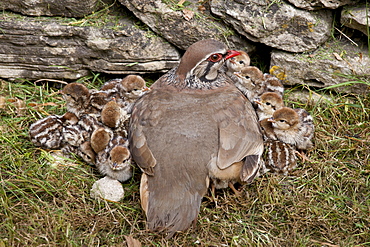 Red-Legged Partridge hen (French Partridge) Alectoris rufa, with newborn chicks, one under wing, The Cotswolds, UK