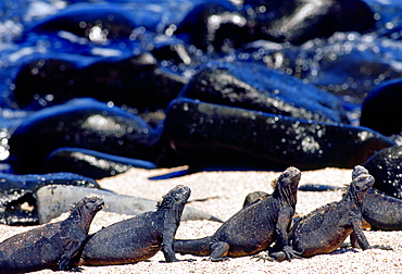 Marine iguanas on the beach, Galapagos Islands, Ecuador