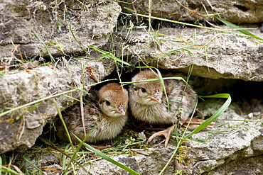 Red-Legged Partridge newborn chicks (French Partridge) Alectoris rufa,  The Cotswolds, UK