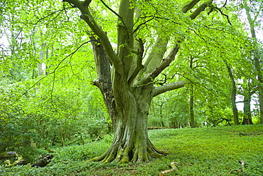 Ancient beech tree in The Wychwood Forest, Leafield, The Cotswolds, Oxfordshire, UK