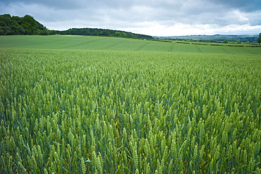 Wheat field cereal crop in The Cotswolds, Oxfordshire, UK