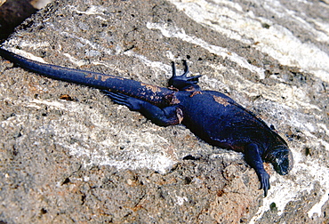 Marine iguana on the rocks, Galapagos Islands, Ecuador