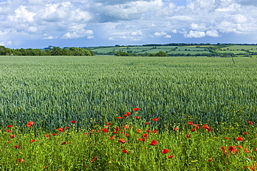 Set-aside margin of wildflowers for wildlife habitat by wheat field in The Cotswolds, Oxfordshire, UK