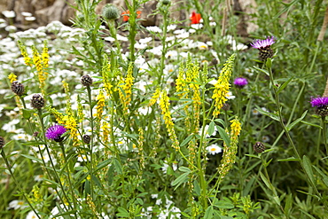 Wildflowers in English cottage garden in Swinbrook in The Cotswolds, Oxfordshire, UK