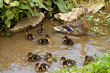 Female Mallard duck, Anas platyrhynchos, with young ducklings in a stream in The Cotswolds, UK