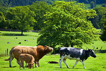 Bull and cows in meadow near Easedale in the Lake District National Park, Cumbria, UK