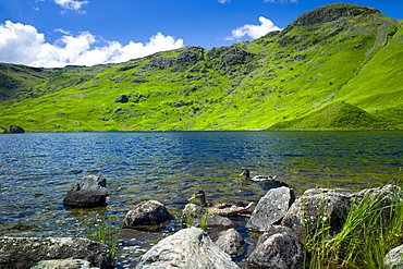 Mallard ducks in lakeland countryside at Easedale Tarn lake in the Lake District National Park, Cumbria, UK