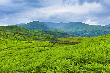 Dense bracken on country walk near Lake Windermere in the Lake District National Park, Cumbria, UK