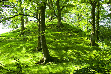 Oak trees in woodland at Furness Fells in Lake District National Park, Cumbria, UK