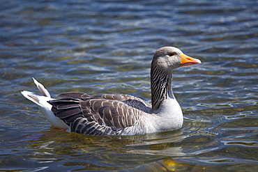 Graylag goose, Anser anser, on Tarn Hows lake, in the Lake District National Park, Cumbria, UK