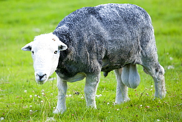 Traditional Herdwick sheep ram at Wastwater in the Lake District National Park, Cumbria, UK