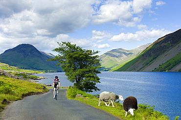 Cyclist passes traditional Herdwick sheep grazing by the road at Wastwater in the Lake District National Park, Cumbria, UK