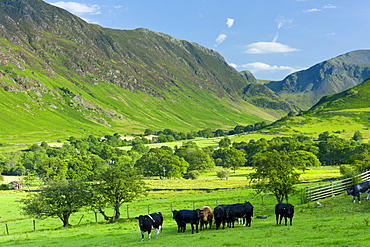 Cattle in pastureland by Maiden Moor in Derwent Fells, Cumbrian mountains near Derwentwater in Lake District National Park, UK