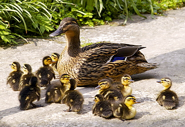 Mallard duck with her twelve ducklings, Oxfordshire, England