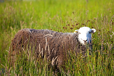 Traditional Herdwick sheep in the Lake District National Park, Cumbria, UK