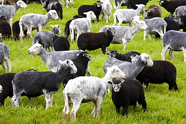 Herdwick sheep and lambs at Westhead Farm by Thirlmere in the Lake District National Park, Cumbria, UK