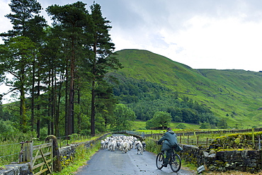 Herdwick sheep with shepherd by Westhead Farm by Thirlmere in the Lake District National Park, Cumbria, UK