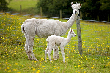 Alpacas at Town End Farm near Kendal in the Lake District National Park, Cumbria, UK