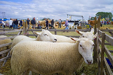 Sheep at Moreton Show, agricultural event at Moreton-in-the-Marsh Showground, The Cotswolds, Gloucestershire, UK