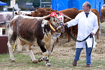 Champion Longhorn Bull at Moreton Show, agricultural event in Moreton-in-the-Marsh Showground, The Cotswolds, UK