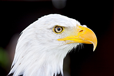 Bald eagle,  Haliaeetus leucocephalus, UK