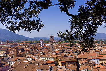 View from Torre Guinigi tower showing L to R Palazzo Ducale, Chiesa di San Cristoforo, Chiesa di San Michele, Torre Del Ore, Lucca, Italy